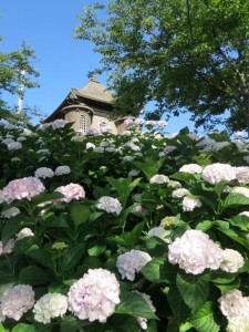 満開の紫陽花