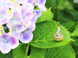 紫陽花とカタツムリ