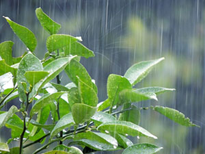 【コラム】春の陽気から梅雨の季節へ