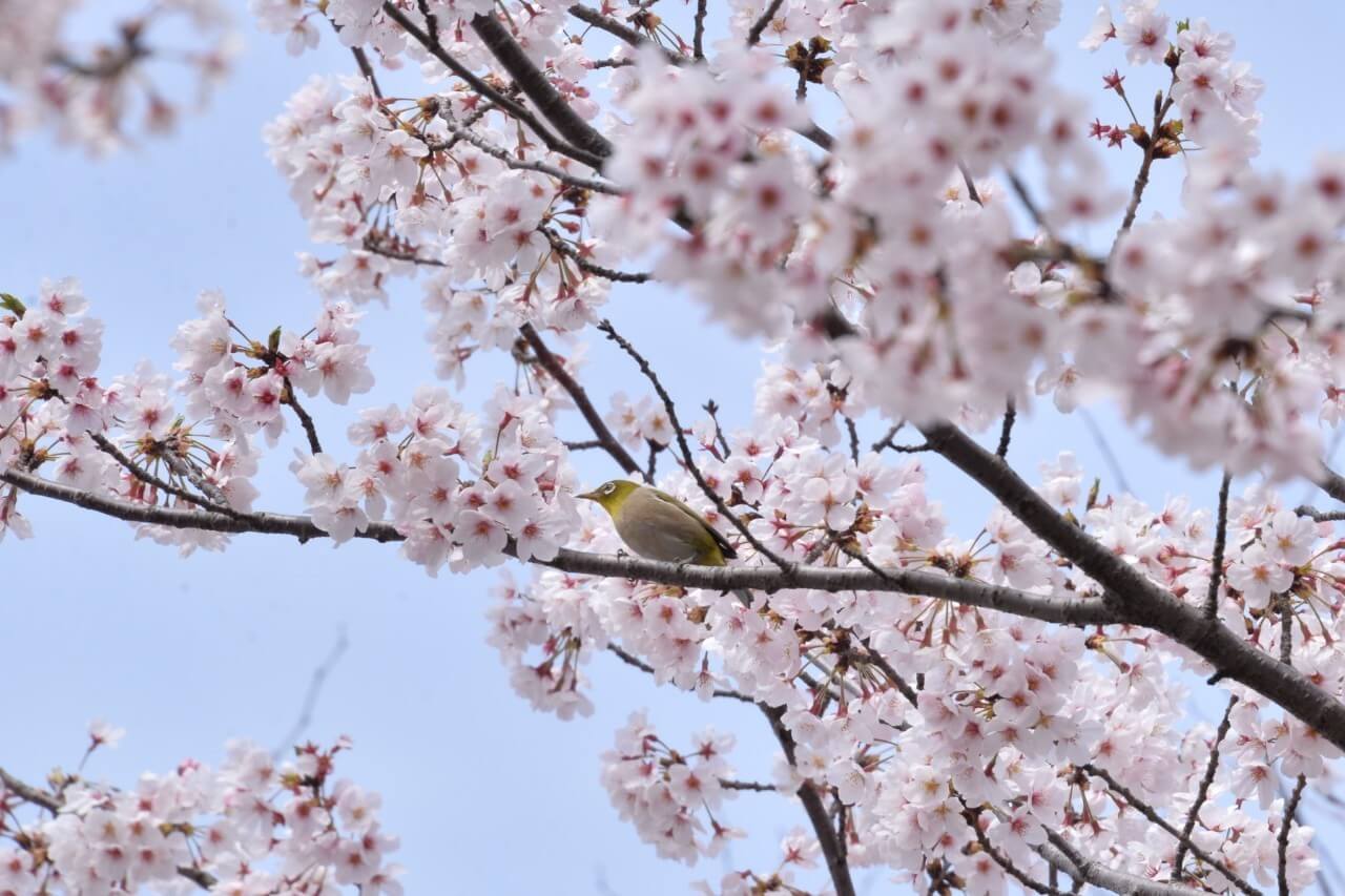 満開でした🌸