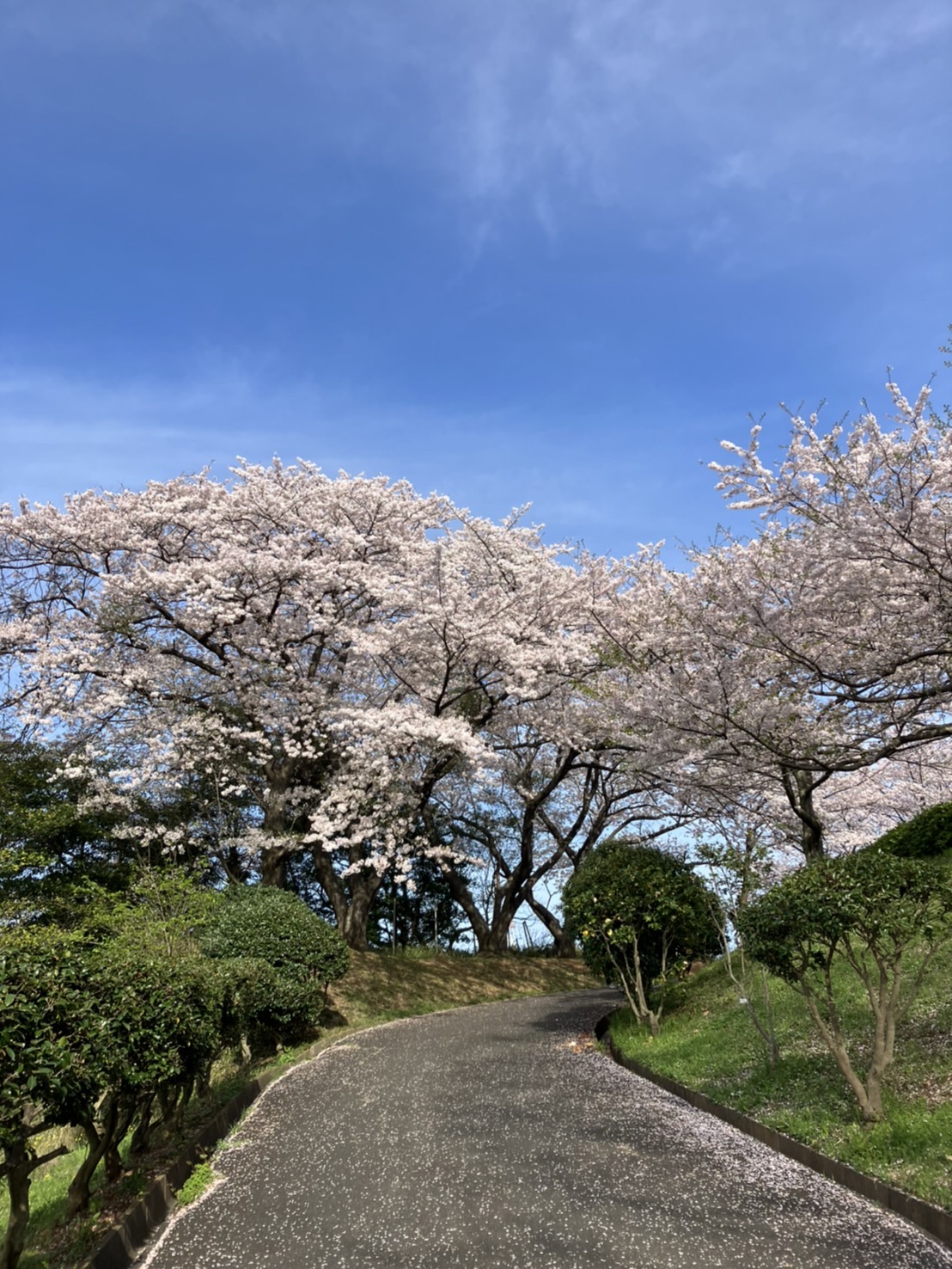 桜🌸